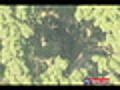 Bear Spotted In Tree In Raritan | BahVideo.com