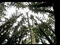 Pugsley on Patrol 42 - Sugar Plum Forest | BahVideo.com