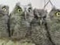 Baby Owls 7 12 11  | BahVideo.com