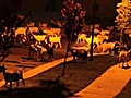 Coppia viene svegliata dalle capre fuori dalla  | BahVideo.com