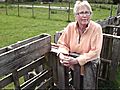 fence made from pallets holds in goats and pigs | BahVideo.com