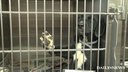 Puppies seeking loving homes | BahVideo.com