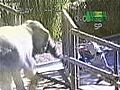 Untamed amp Uncut Elephant Escapes | BahVideo.com