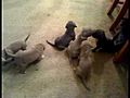 Pitbull puppies | BahVideo.com