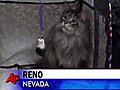 Record le plus long chat du monde | BahVideo.com