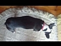 Boston Terrier | BahVideo.com