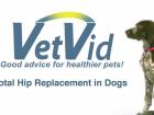Learn about Total Hip Replacement in Dogs | BahVideo.com