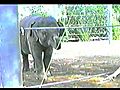 Training elephant calves in protected contact  | BahVideo.com
