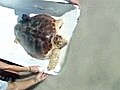 Sea turtle returns to Fla waters | BahVideo.com