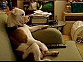 Bulldog Loves TV | BahVideo.com