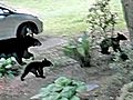 UNCUT 3 Sammamish Bears Caught On Camera | BahVideo.com
