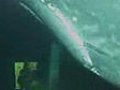 Derin denizde balina g r nt leri | BahVideo.com