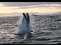 Sauts Grands Requins Blancs H2o Voyage France  | BahVideo.com