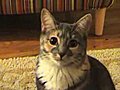 Autotune Cat Song | BahVideo.com