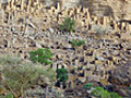 Plant y Byd Casglu d r ym Mali | BahVideo.com