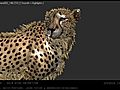 CG Cheetah - Make Of - IXOR | BahVideo.com