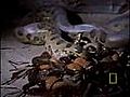 Anaconda Birth | BahVideo.com