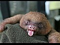 Yawning Baby Sloth | BahVideo.com