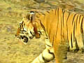 Poisoning may have killed Sariska tiger | BahVideo.com