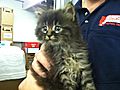 Kitten Found In Car Air Filter | BahVideo.com