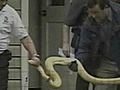 Couple On Trial After Girl Killed By Pet Snake | BahVideo.com