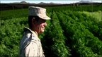 Play Mexico finds huge Marijuana farm | BahVideo.com