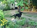 Un chien qui fait du hula hoop | BahVideo.com