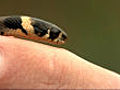 Young grass snake | BahVideo.com
