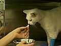 Un chat avec une fl che de 30 cm en pleine t te | BahVideo.com