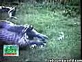 Un anaconda qui avale un hippopotame | BahVideo.com