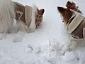 Papillons Eat Snow Part II | BahVideo.com