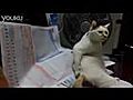 un gros chat se gratte le  | BahVideo.com