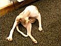 Cat Sphynx Self Grooming | BahVideo.com