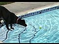 My 1 Year Old Lab Pitbull Rocky Juming and Having Fun In The Pool Part 1 | BahVideo.com