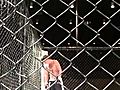 Indiana cage fights | BahVideo.com