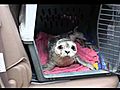 Alaska Seal Pup Rescue | BahVideo.com