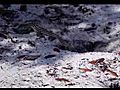 Six-lined Racerunner Cnemidophorus sexlineatus  | BahVideo.com