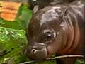 Baby hippo meets Polish public | BahVideo.com
