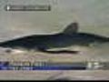 Shark Leaves Water At N J Beach | BahVideo.com