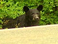 Little Black Bear Caught | BahVideo.com