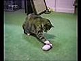 FUNNY CATS | BahVideo.com