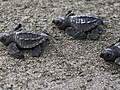Saving Sea Turtles One Nest at a Time | BahVideo.com