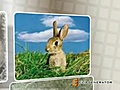 Cute Rabbits | BahVideo.com