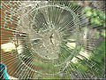 Vandals shatter glass Belltown  | BahVideo.com