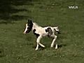 Take a Look Smallest Horse | BahVideo.com