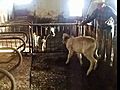 William MacLeod roping dairy calves | BahVideo.com