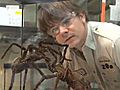 Goliath Bird-eating Spiders | BahVideo.com