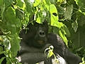 Farting Gorillas | BahVideo.com