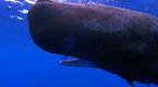 Sperm Whale Diving | BahVideo.com