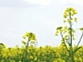 Flowers of rapeseed | BahVideo.com